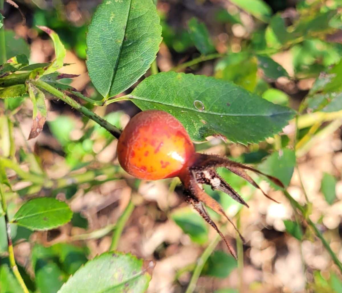 A ripened rose hip