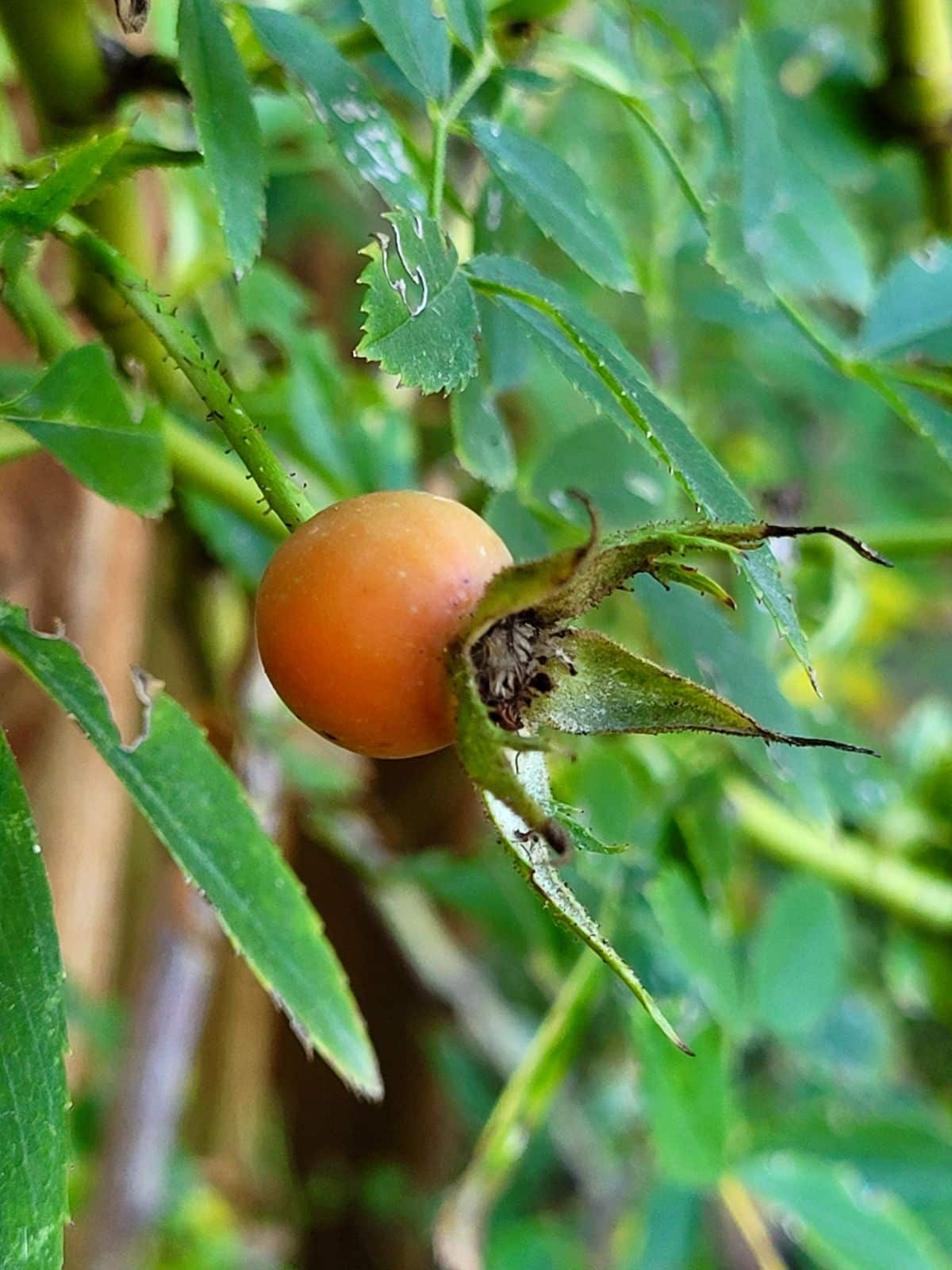 A ripening orange rose hip