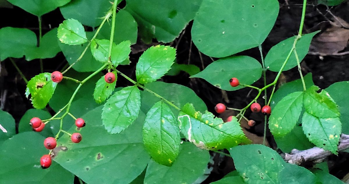 Rose hips on a wild rose