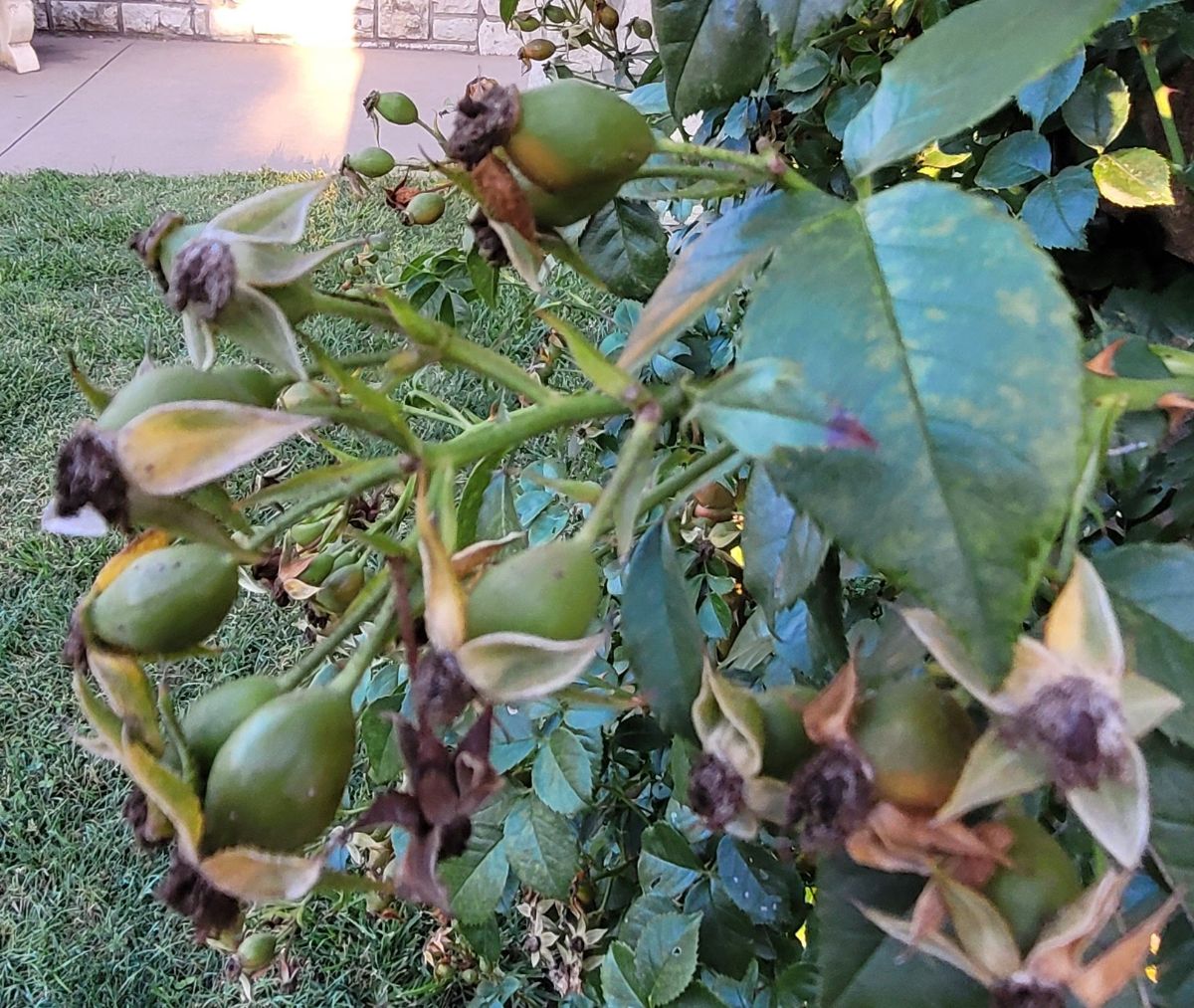 Green, unripe rose hips