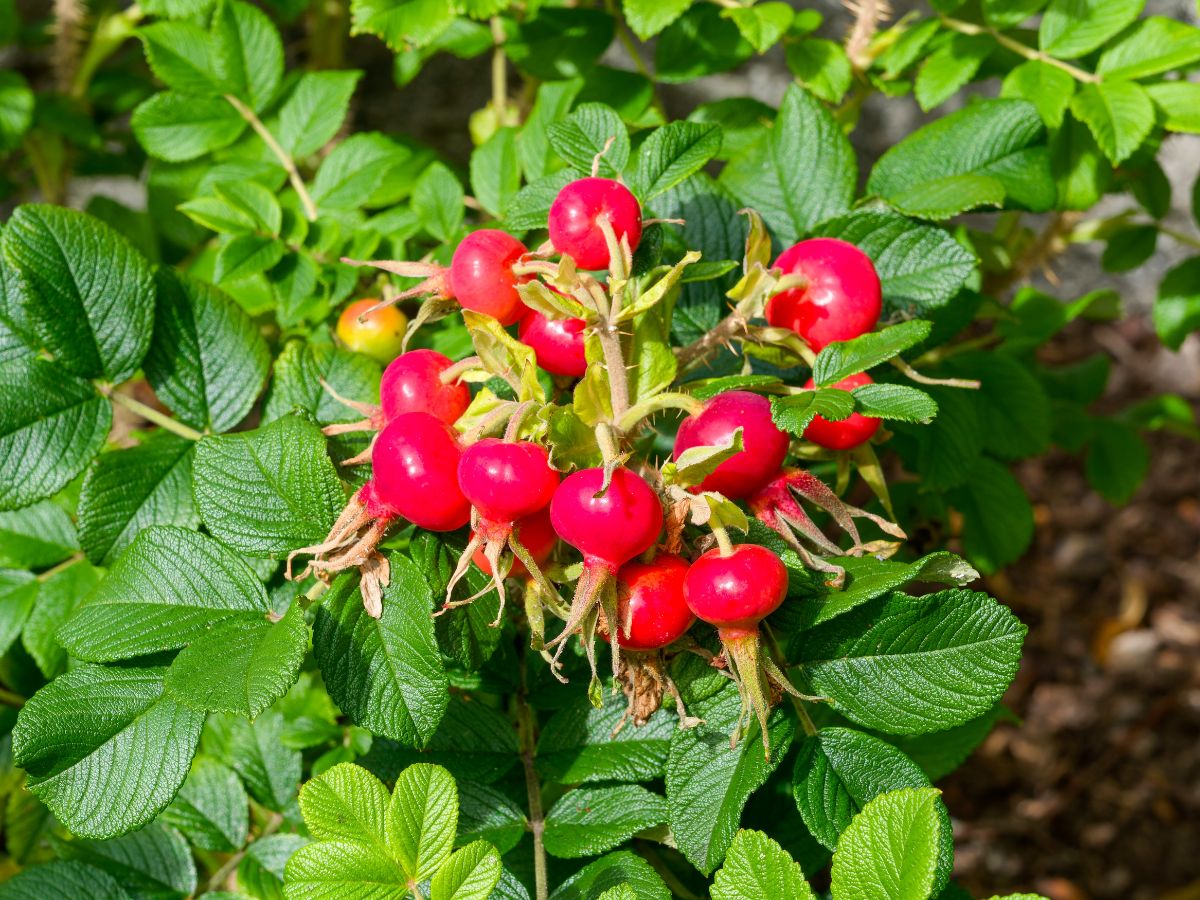 A cluster of rose hips on a rugosa rose