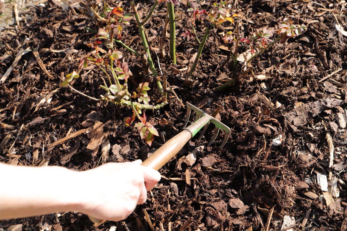 Mulching is good protection for transplanted roses