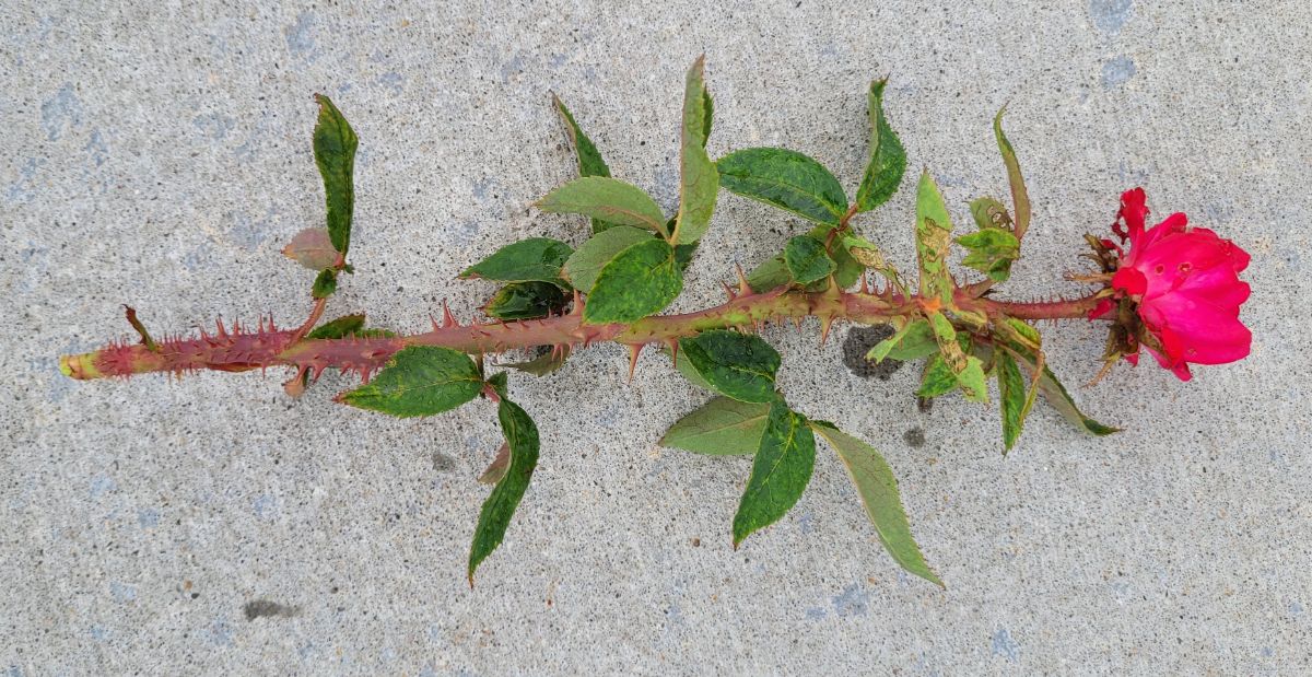 A rose with rose rosette disease