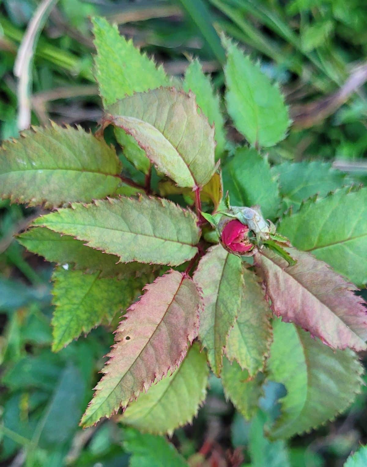 Mutated leaves on a rose with Rosette disease