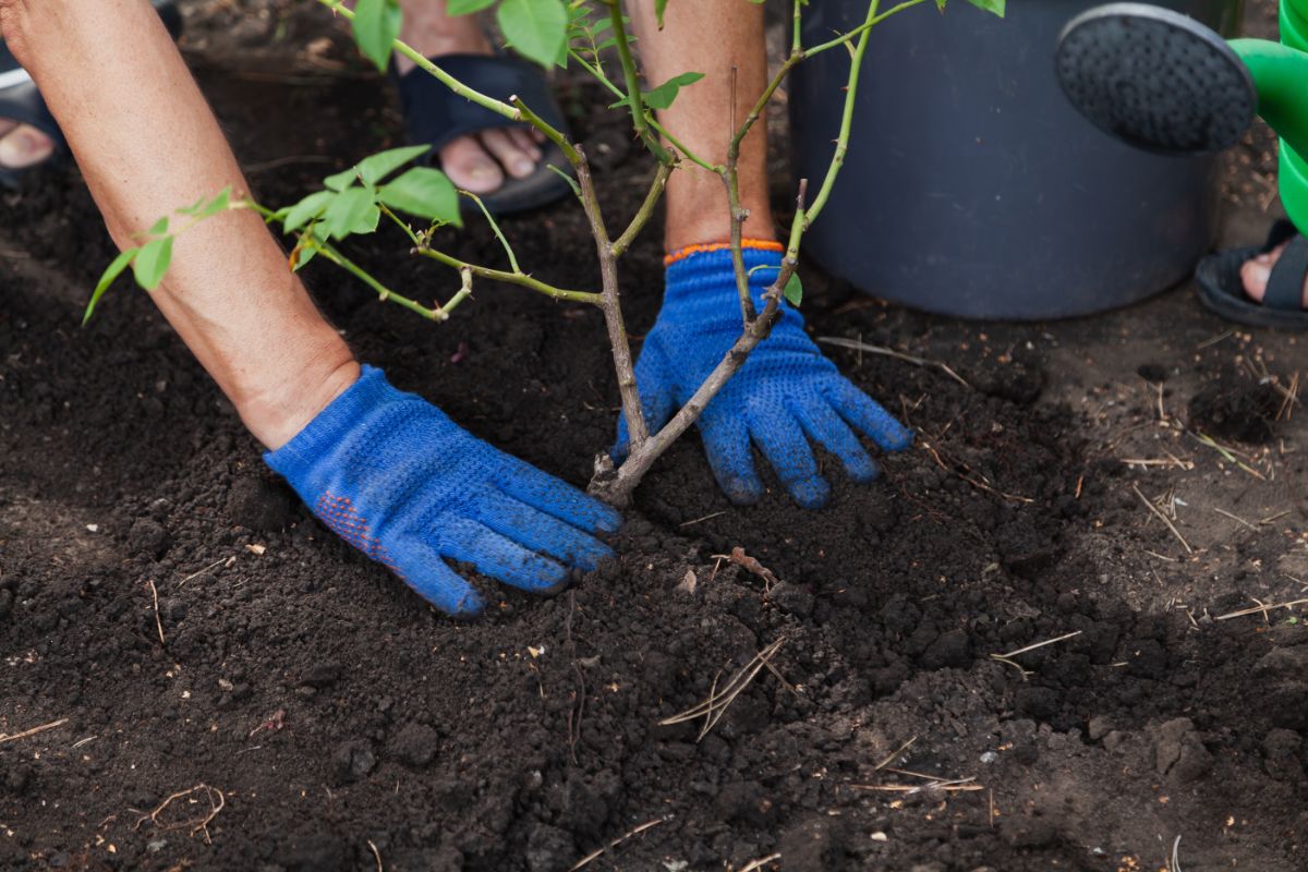 A person cares for a transplanted rose bush