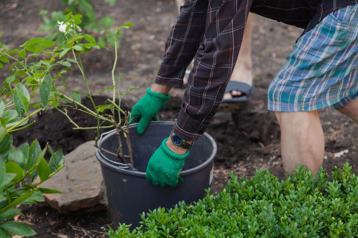 Transplanting an established rose bush