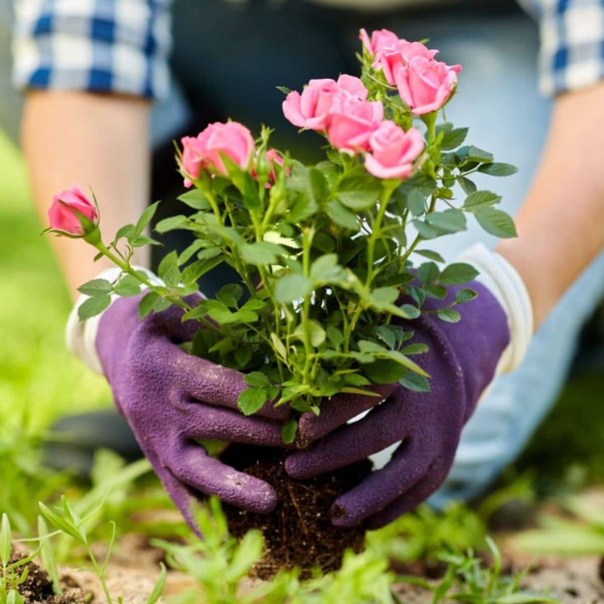 A gardener planting a pink rose bush in the garden.