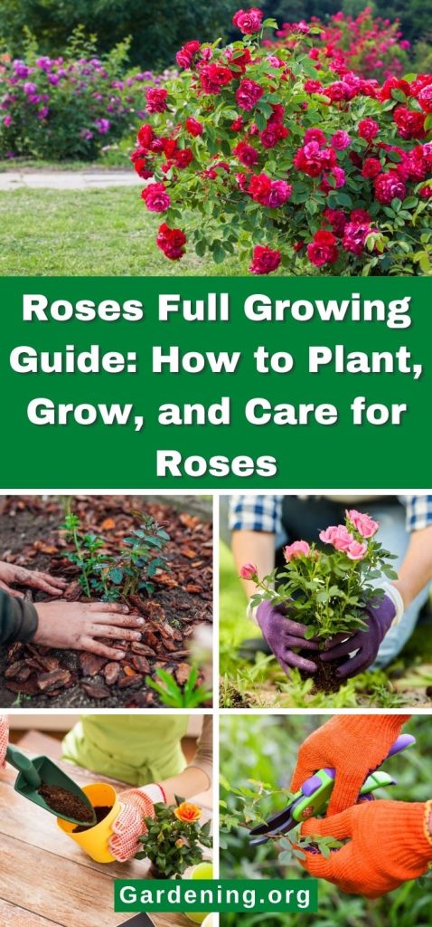 Roses Full Growing Guide: How to Plant, Grow, and Care for Roses pinterest image.