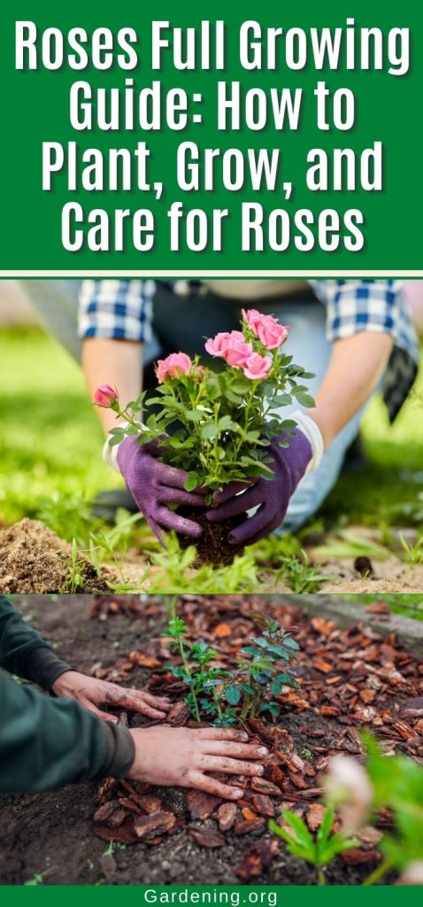 Roses Full Growing Guide: How to Plant, Grow, and Care for Roses pinterest image.
