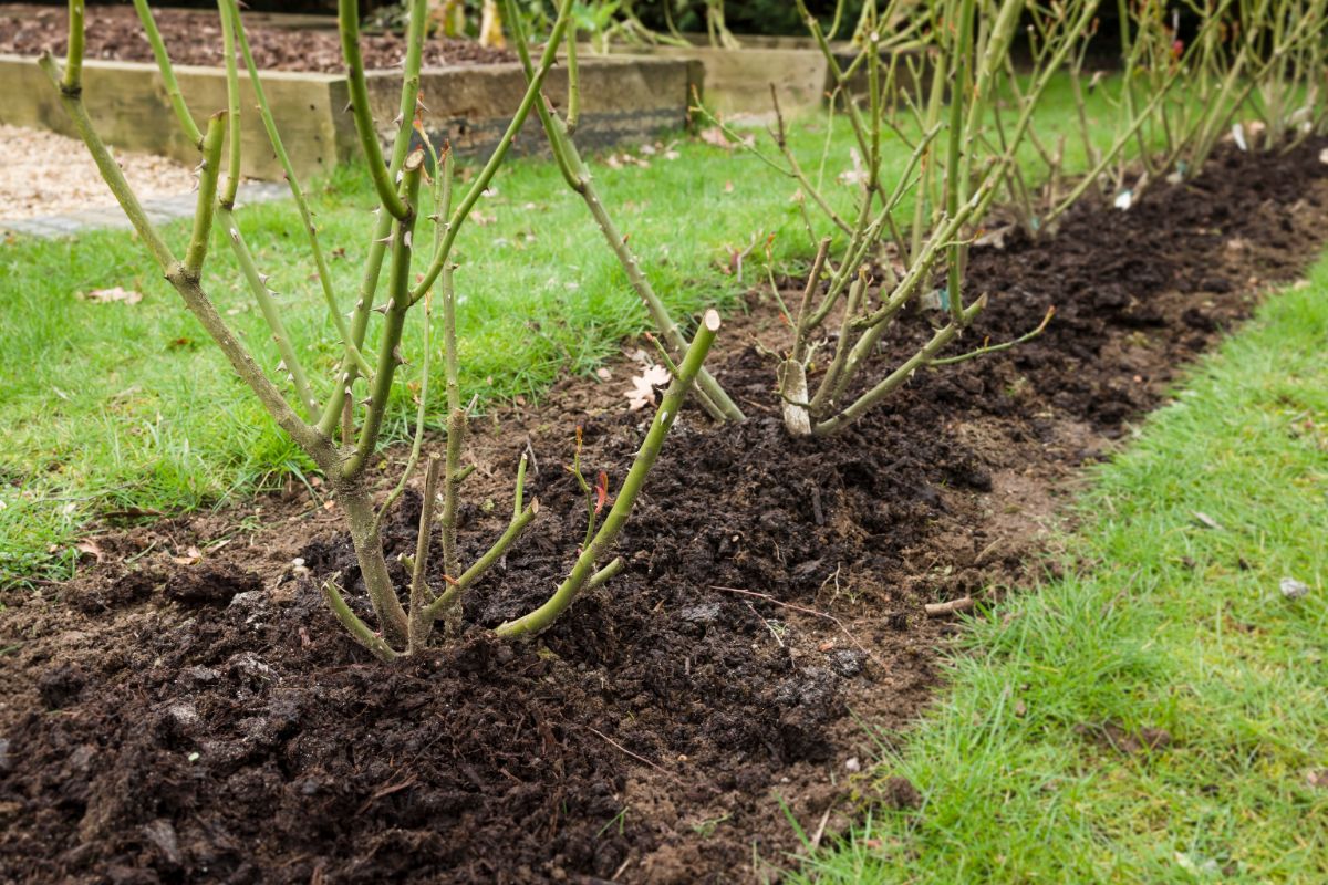 Mulch applied to fall roses