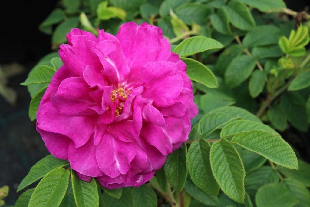 Growing Rugosa Roses 9 Best Roses to Grow in Your Garden - Gardening