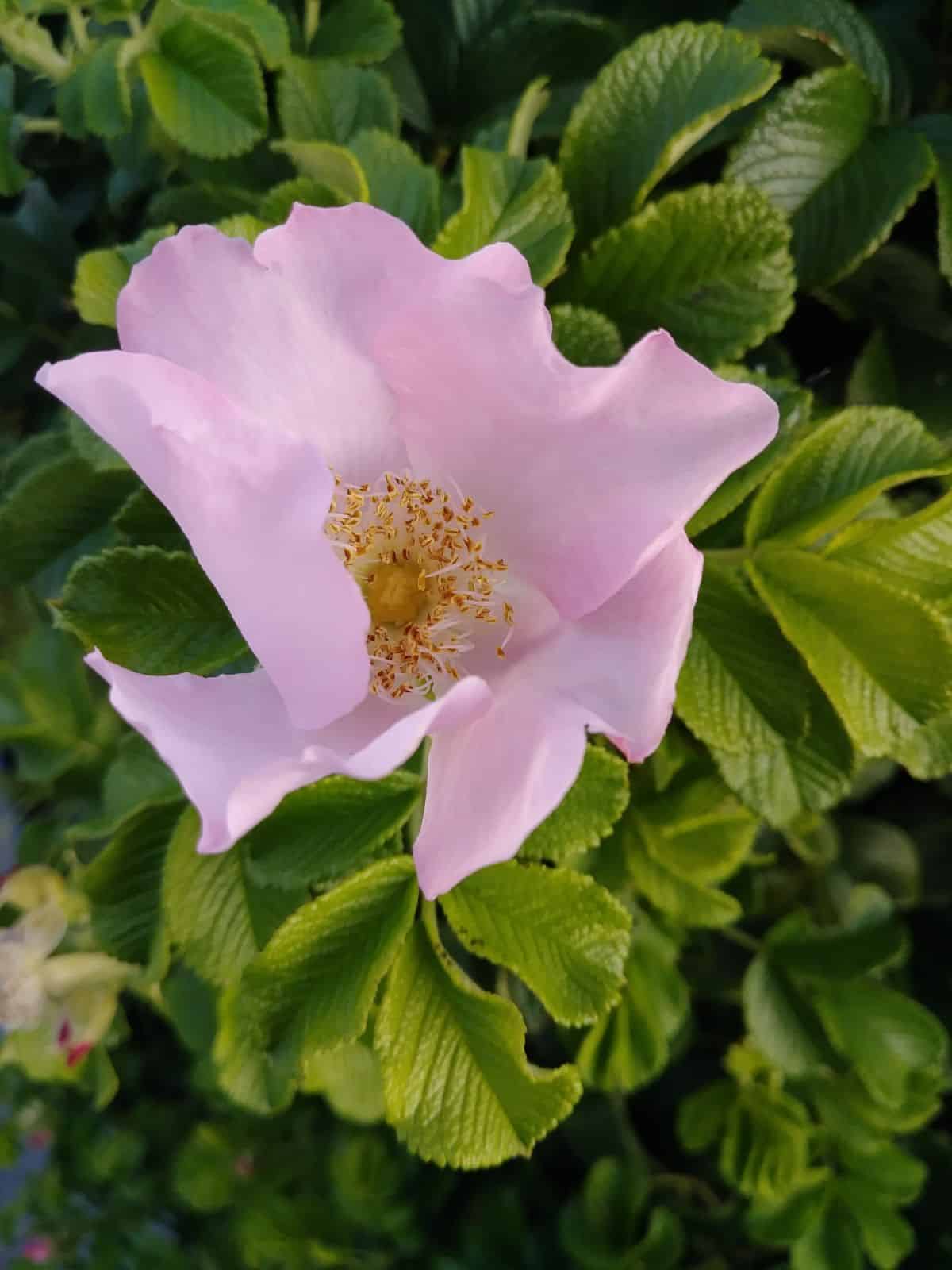 Pink rugosa rose in bloom