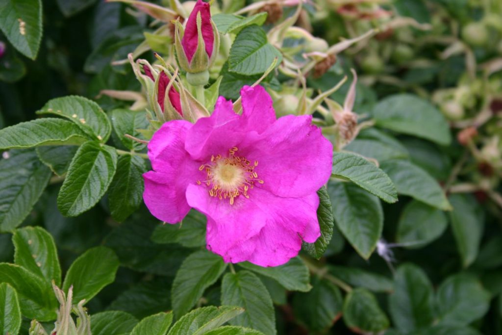 Rooting Rugosa Roses 9 Best Roses to Grow in Your Garden - Gardening