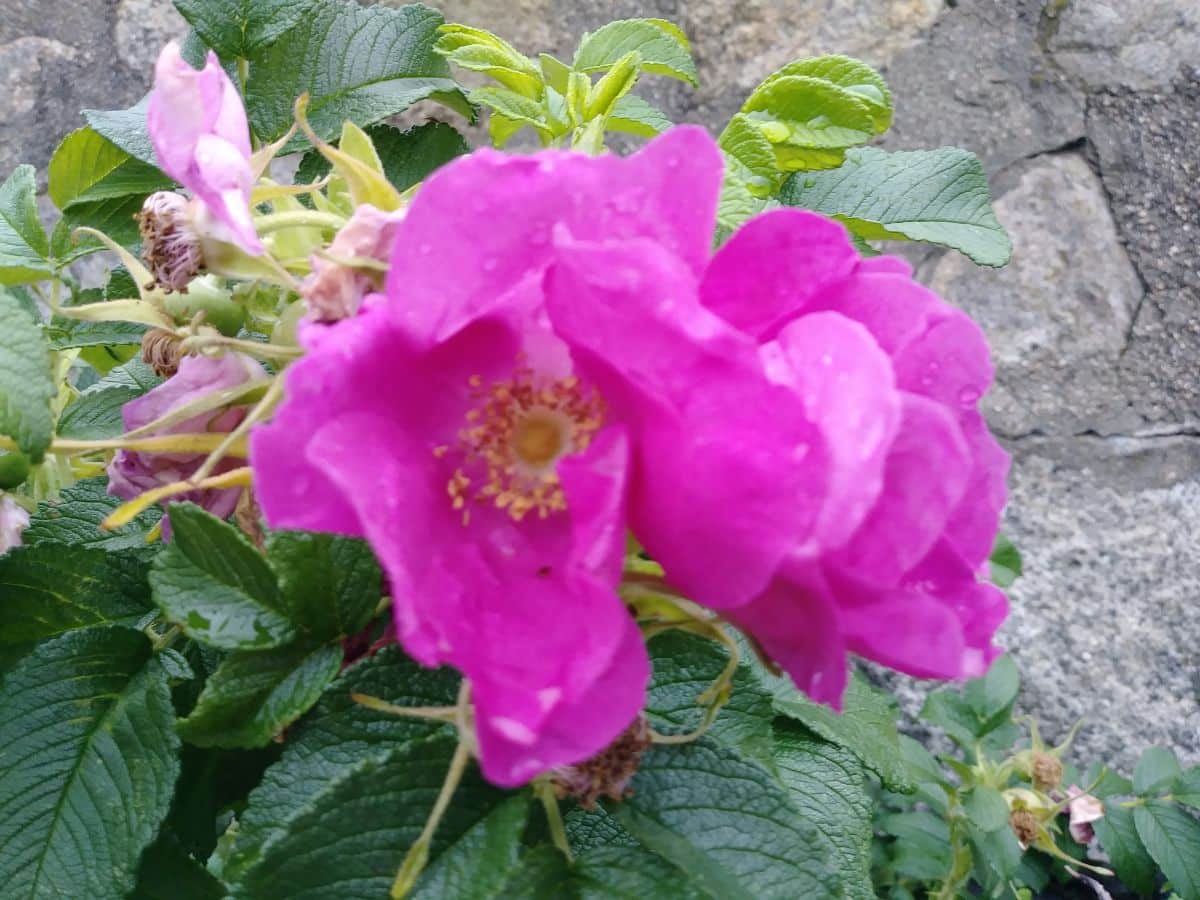 A pink rugosa rose