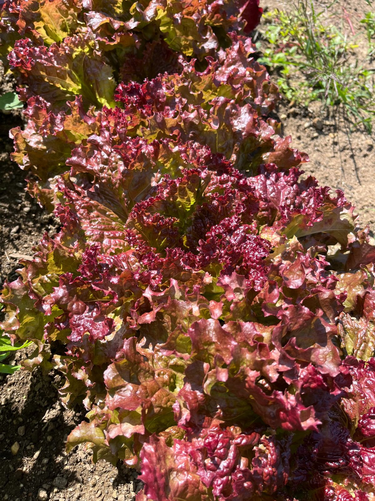 Red lettuce for green powder