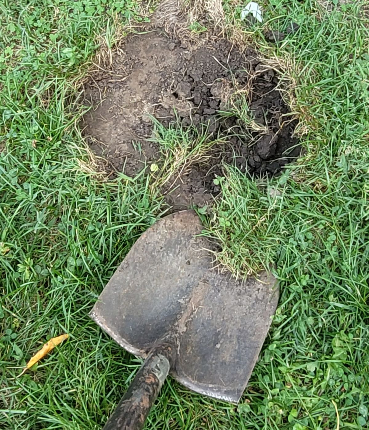 A hole dug for planting a tree in the fall