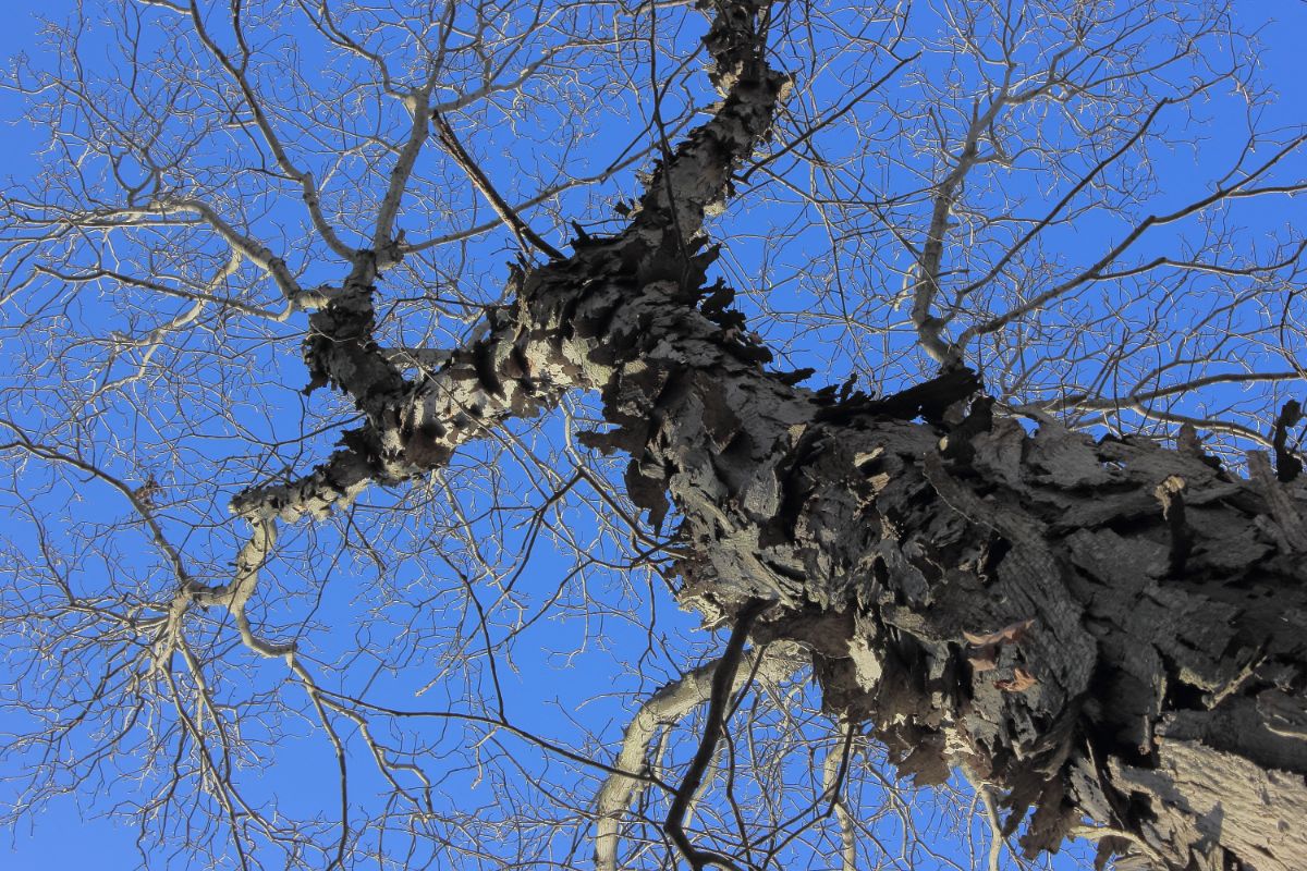 A tree with shaggy bark