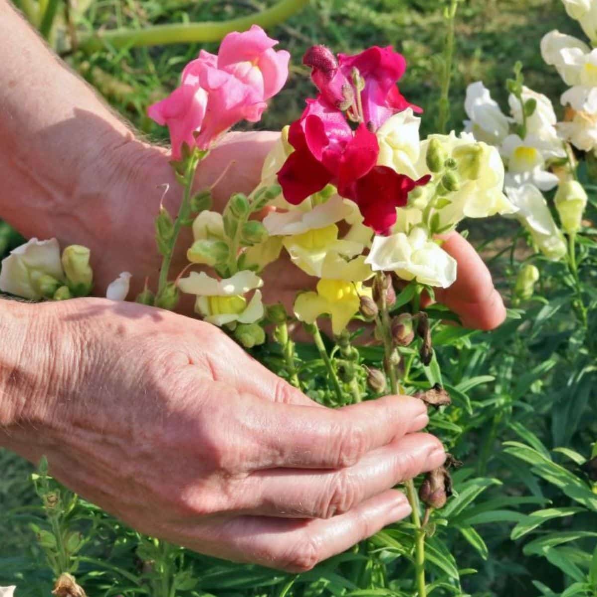 An elderly woman touches snapdragons in full bloom.