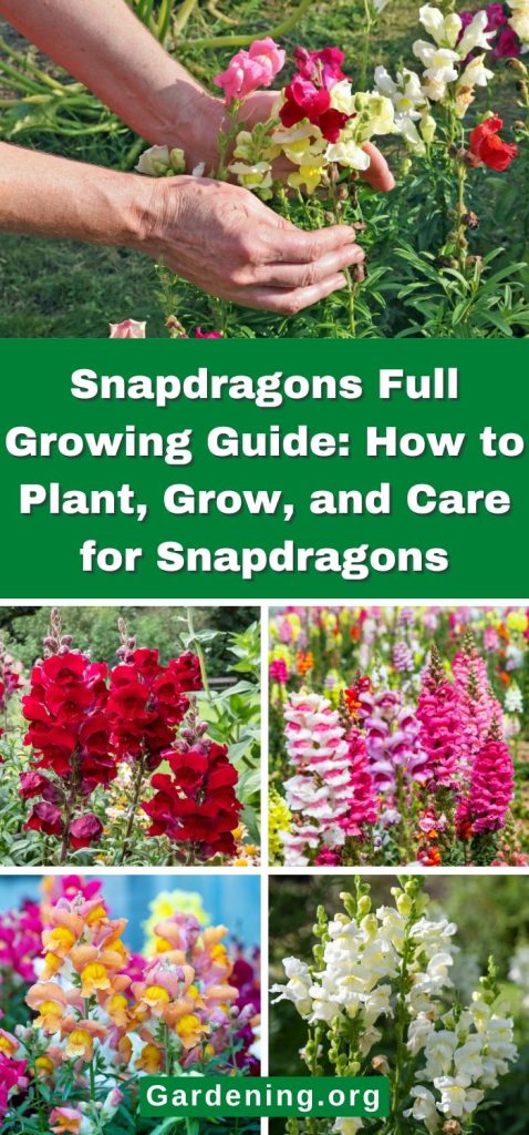 Snapdragons Full Growing Guide: How to Plant, Grow, and Care for Snapdragons pinterest image.