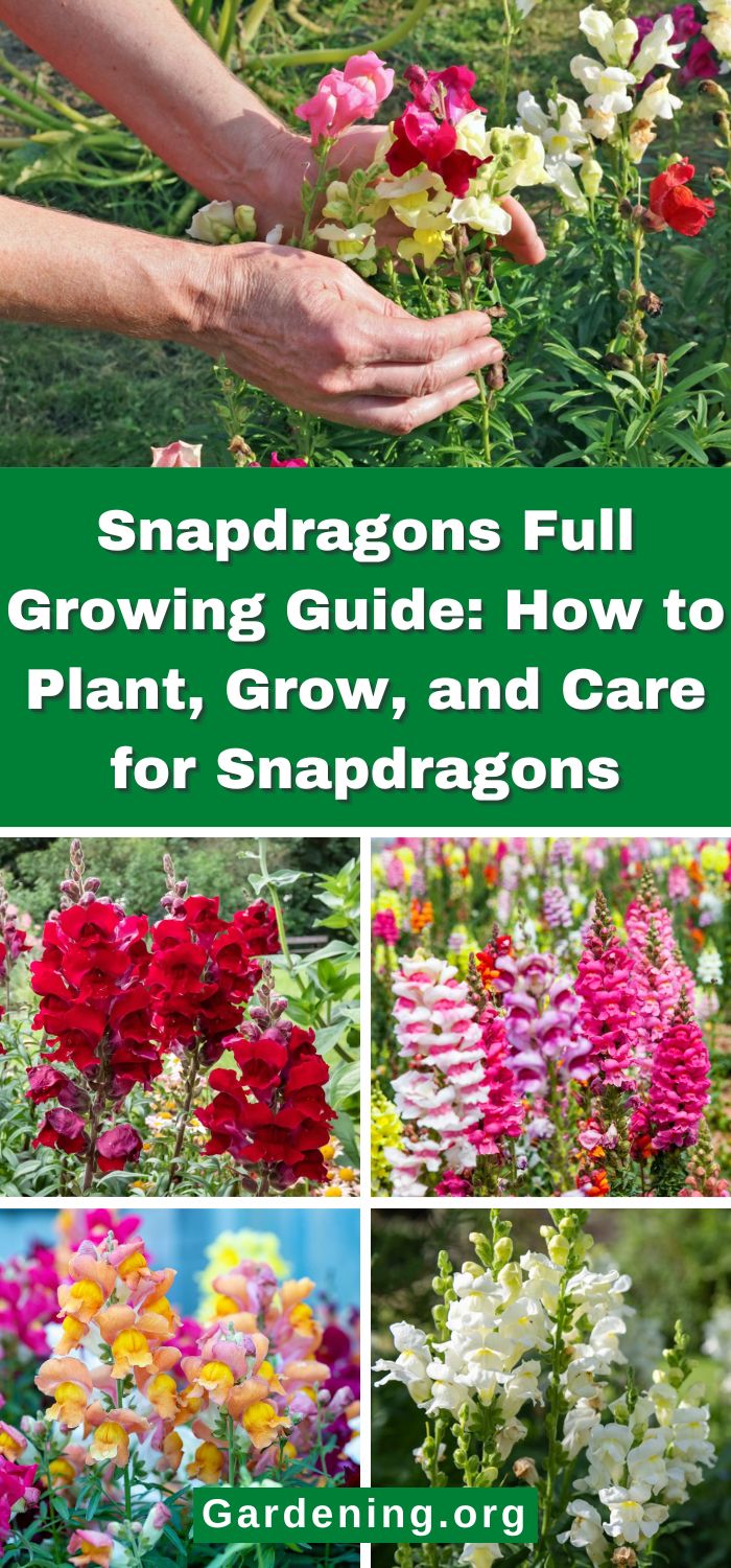 Snapdragon Raisins Snapdragons Full Growing Guide (Plant, Grow, and Care) - Gardening
