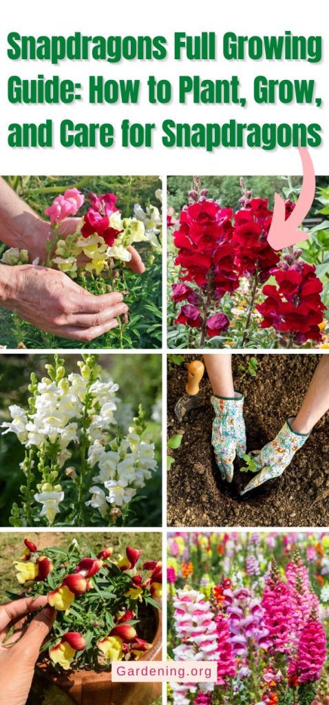 Snapdragons Full Growing Guide: How to Plant, Grow, and Care for Snapdragons pinterest image.