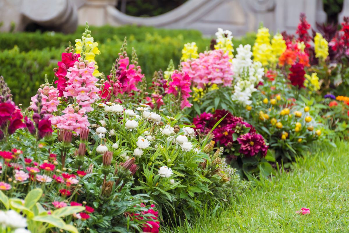 Brightly blooming snapdragons in a flower bed