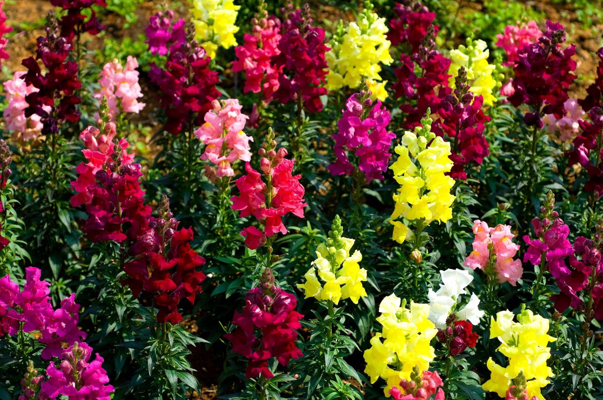 A planting of colorful snapdragons