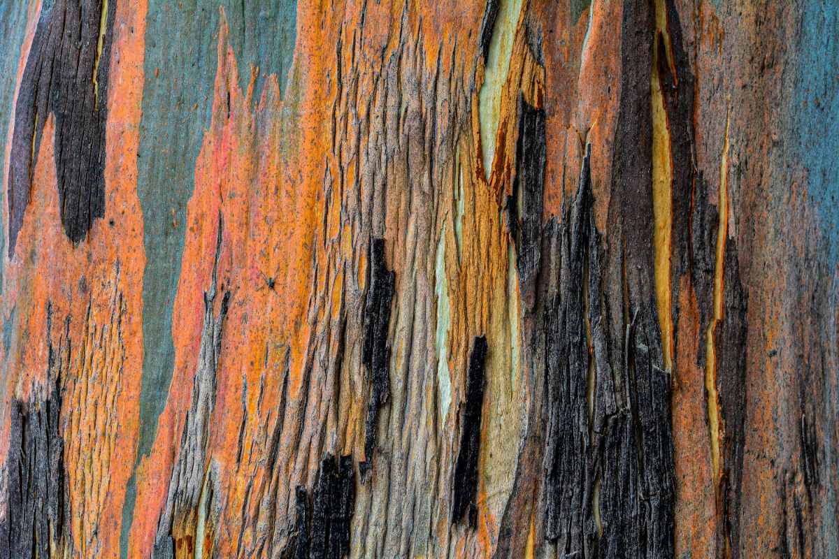 Colorful tree bark looks painted