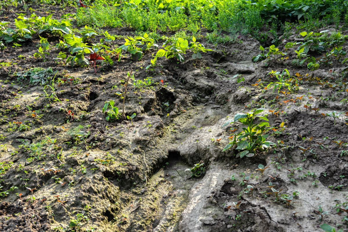 Erosion caused by rain