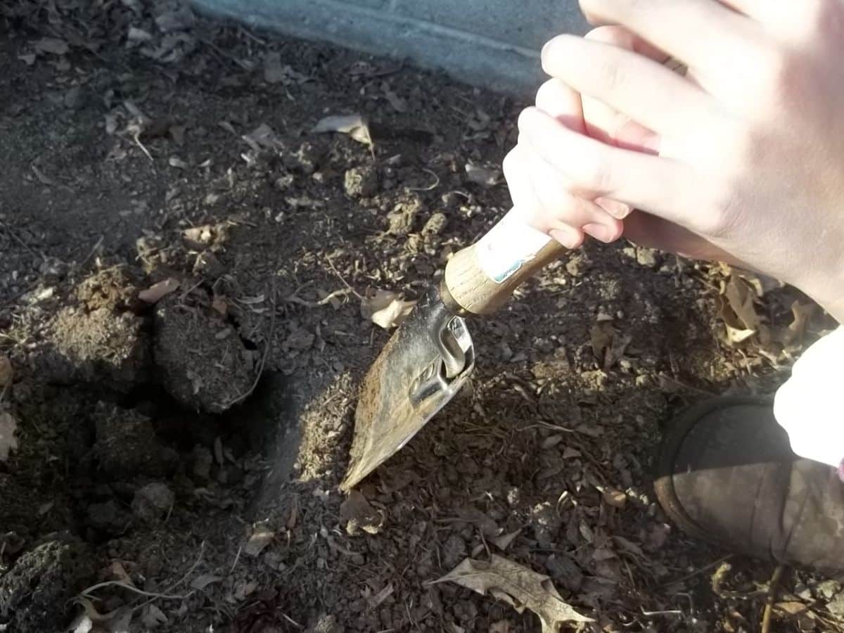 Taking a sample of soil from the garden.