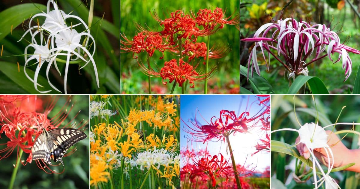 Spider Lilies Full Growing Guide (Plant, Grow, and Care) - Gardening