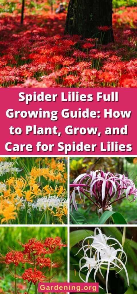 Spider Lilies Full Growing Guide: How to Plant, Grow, and Care for Spider Lilies pinterest image.