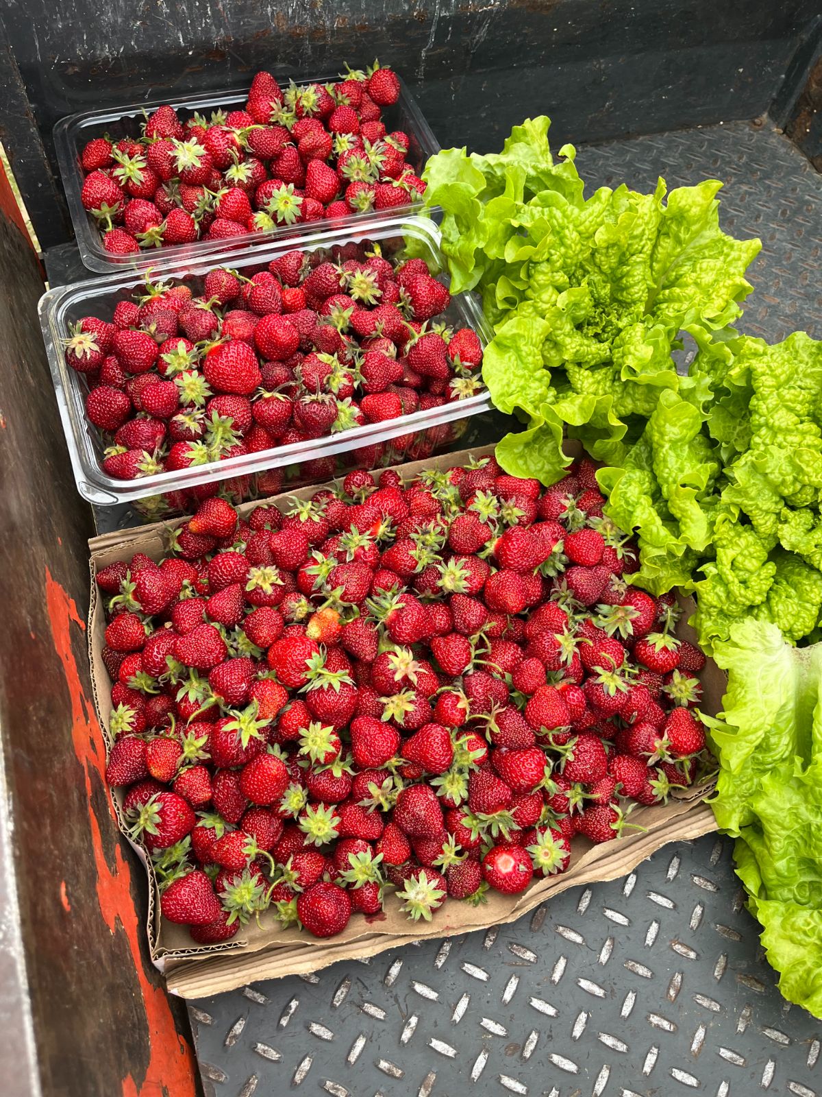 A bumper crop of strawberries