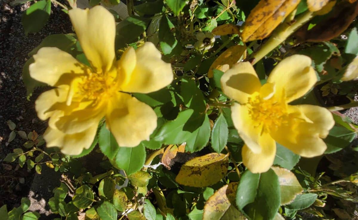 Yellow rose blossoms