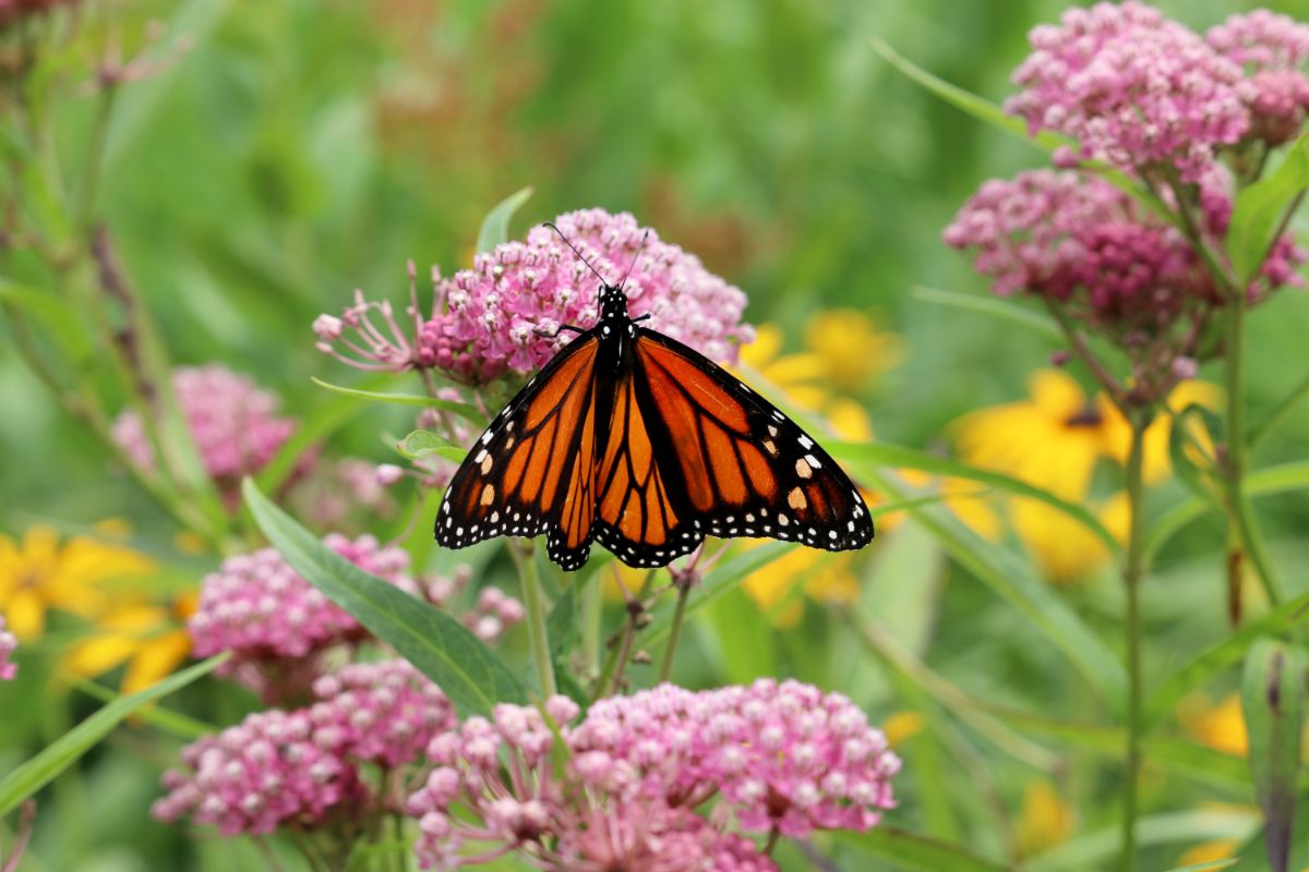 Monarch butterflies on milkweed