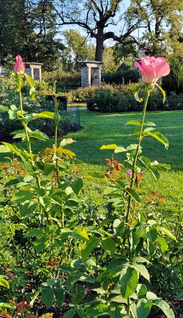 Help Me Find Roses 7 Tips for Growing a Low Maintenance Rose Garden + 7 Great Varieties