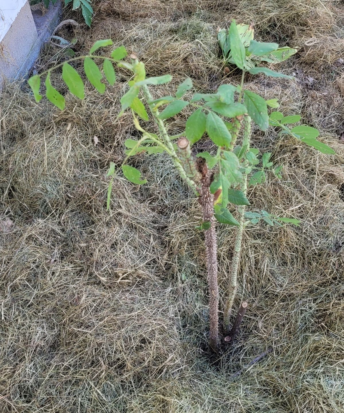 An antique rose planted for its hips in a rose garden