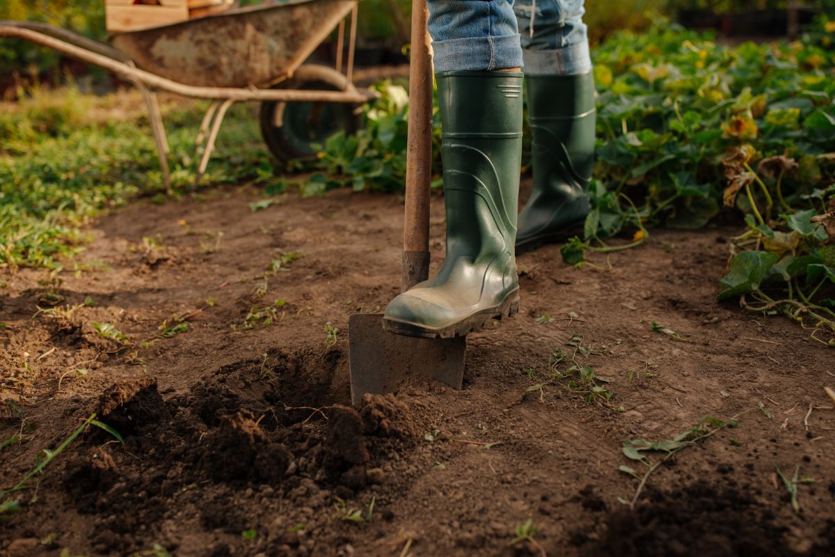 A person digs a hole to transplant a rose into