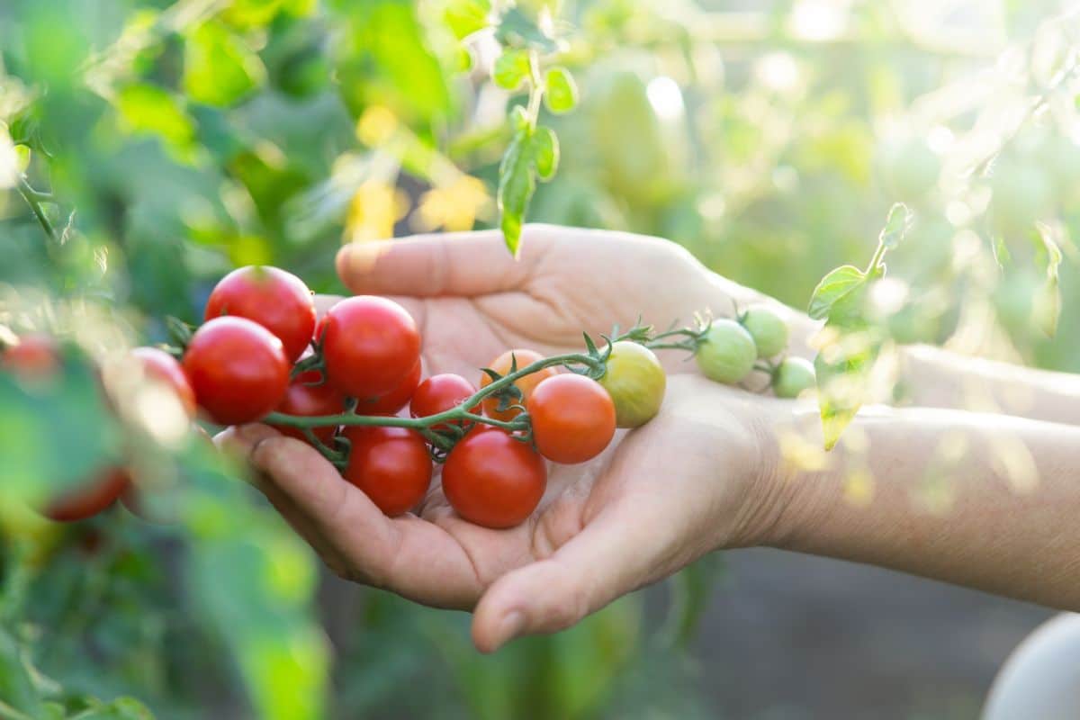 cherry tomatoes at different ripeness stages