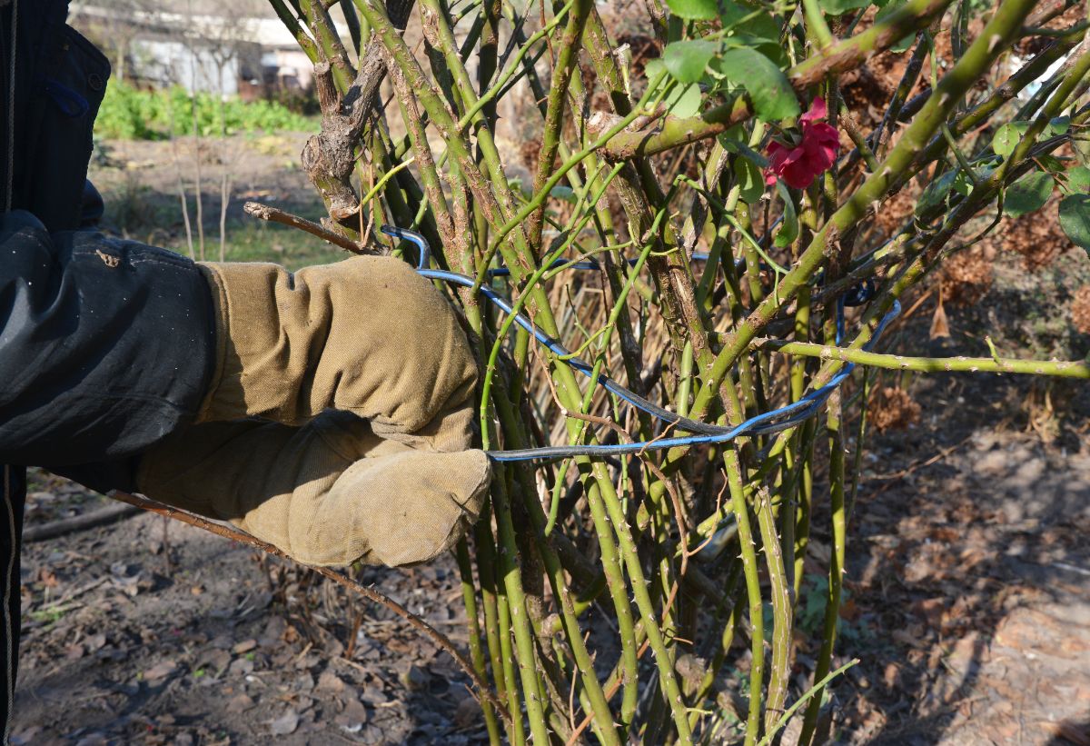 A person ties rose branches to protect them while moving the bush