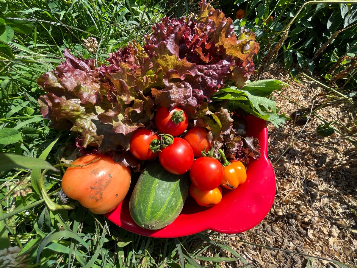 Tomatoes and fresh picked garden vegetables