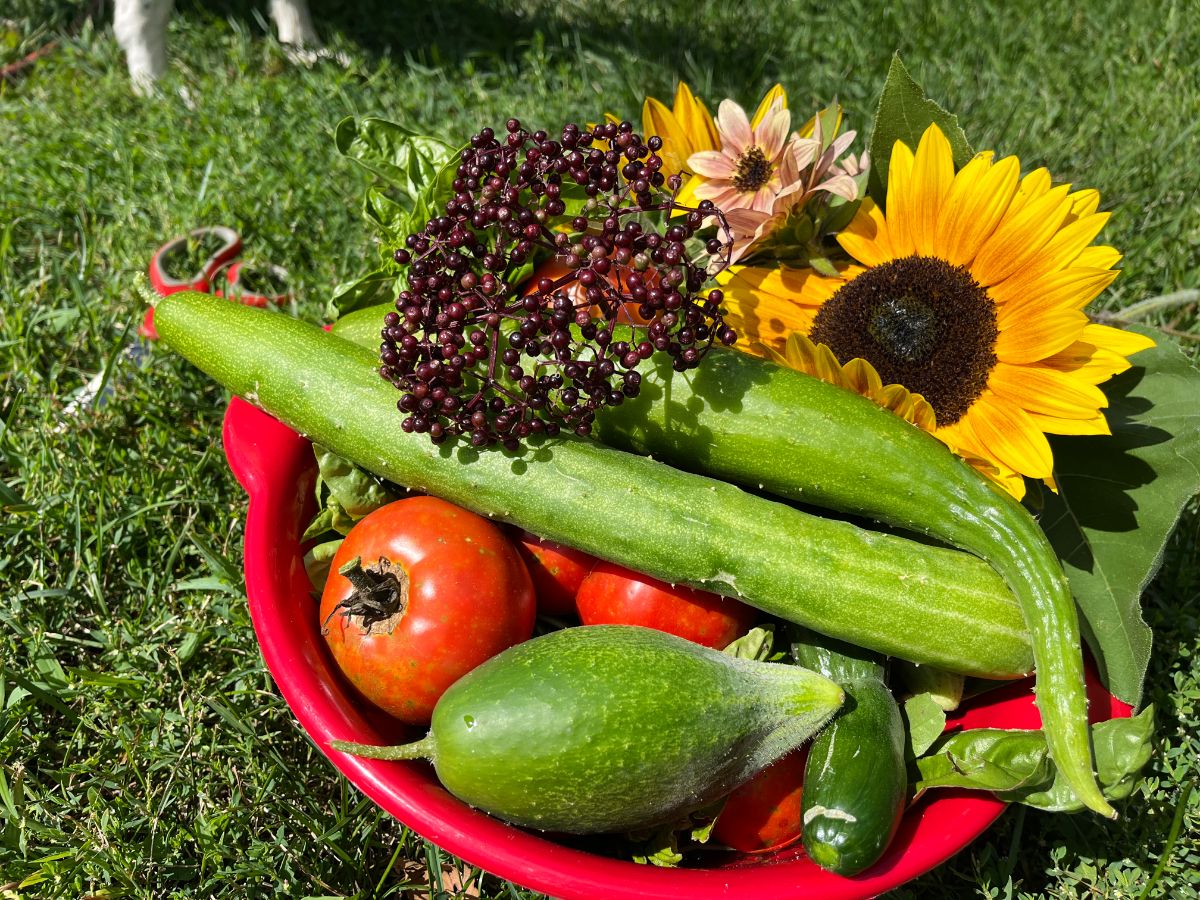 A colorful harvest of garden produce
