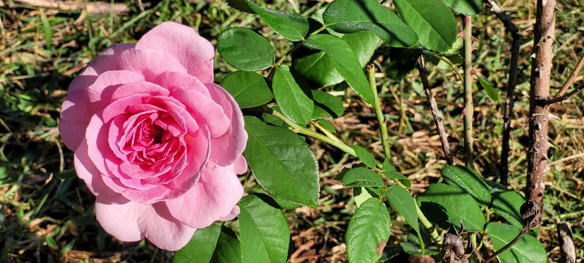 A rugosa rose in bloom