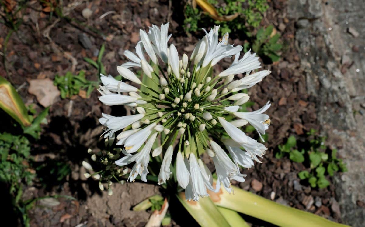 White African lily flowers
