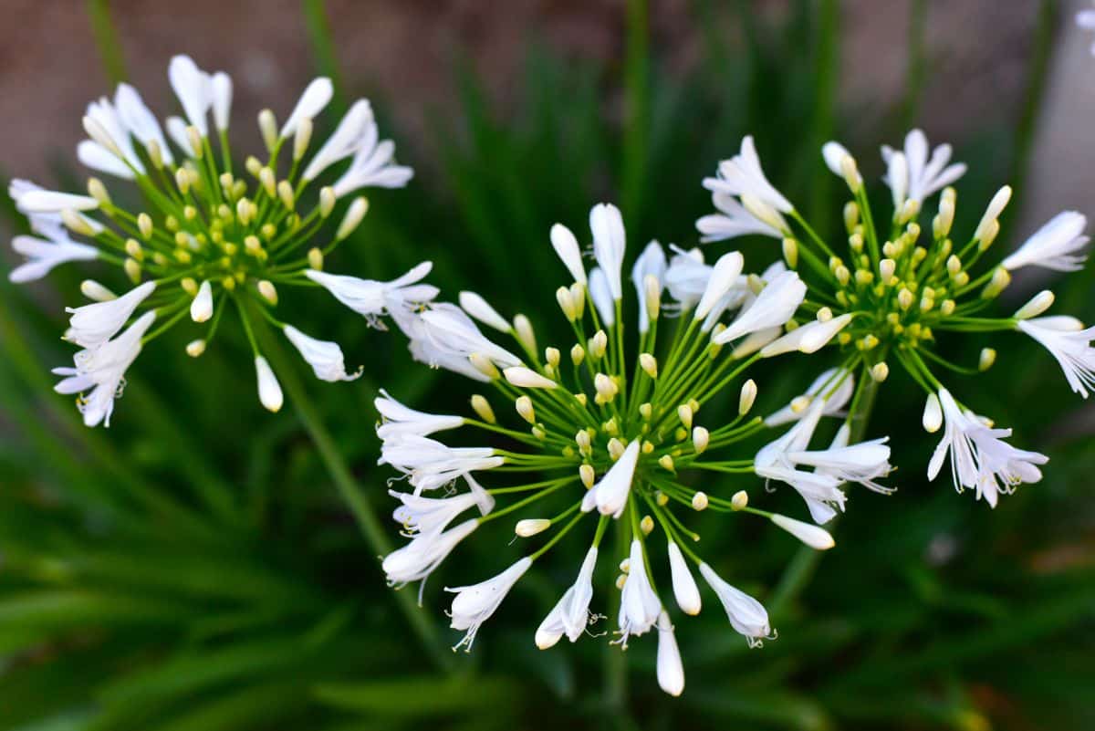 White African lilies