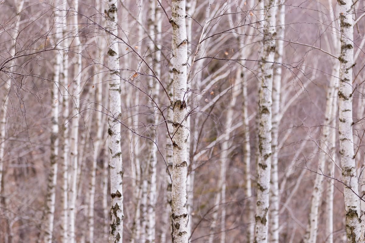 A stand of white birch trees