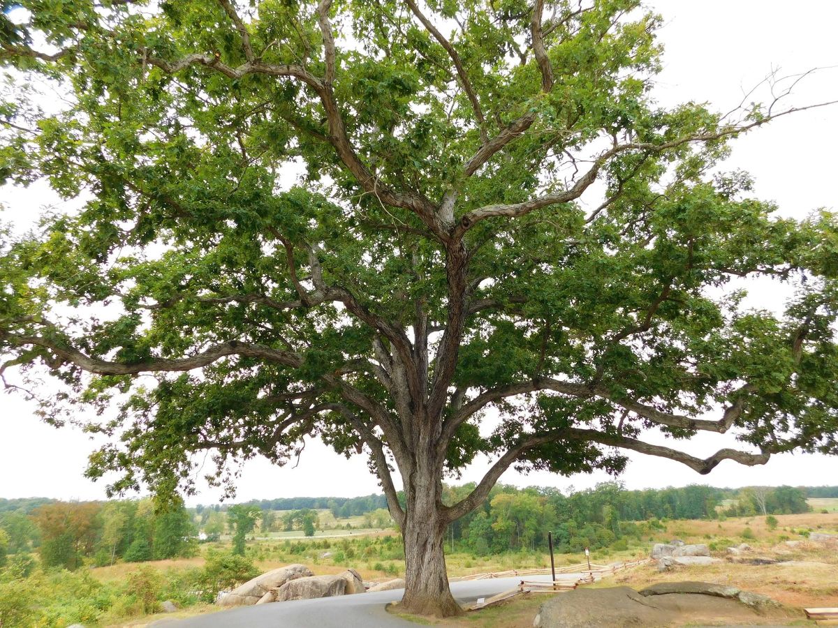 White Oak "Witness Tree" at Gettysburg Park
