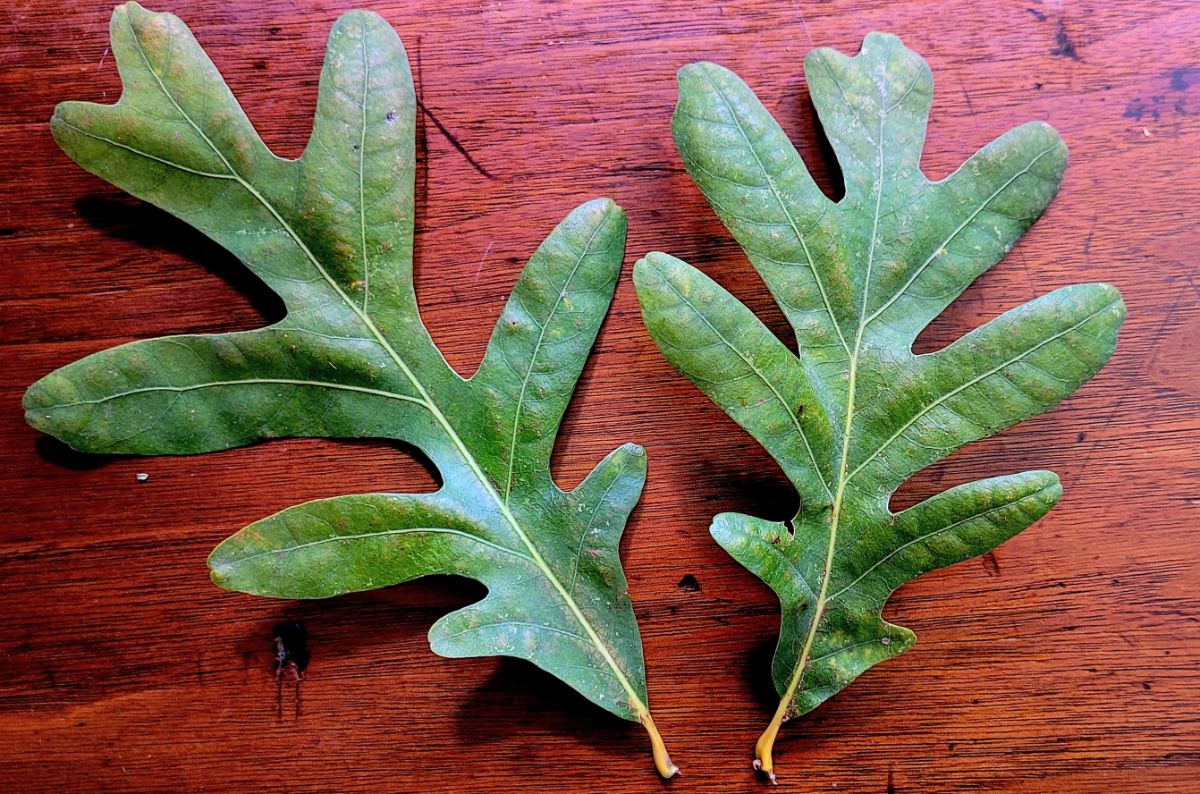 Deeply lobed leaves of white oak