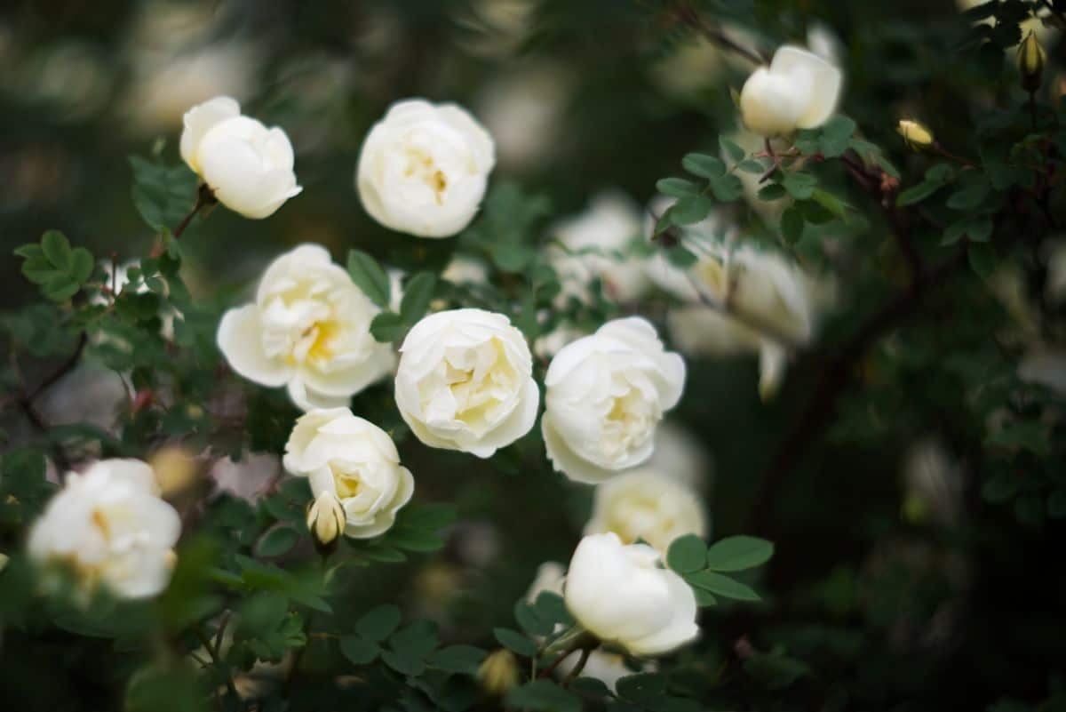White rose buds