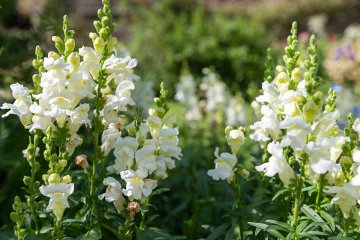 Snapdragons Full Growing Guide Plant Grow And Care Gardening snapdragons-full-growing-guide-plant-grow-and-care-gardening